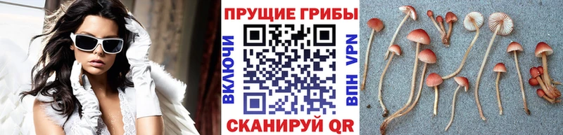 где можно купить   Шиханы  shop состав  Псилоцибиновые грибы мухоморы 